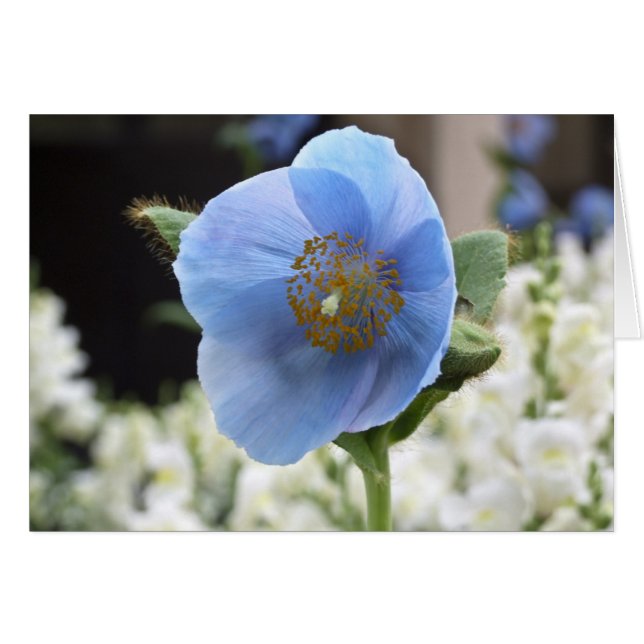 Blue Poppy Card (Voorkant Horizontaal)