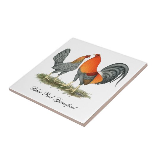 Blue Red Gamefowl Tegeltje (Zijkant)