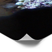 Blue Regal Tang Poster (Hoek)