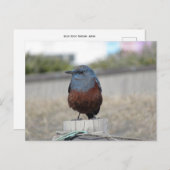 Blue Rock Thrush Briefkaart (Voorkant / Achterkant)