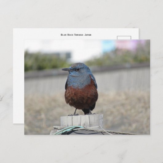 Blue Rock Thrush Briefkaart (Voorkant / Achterkant)