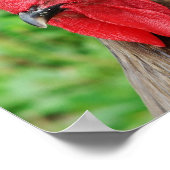 Blue Rooster Poster (Hoek)