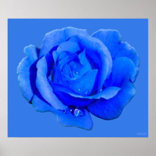 Blue Rose Poster Print Beautiful Flower Art Print