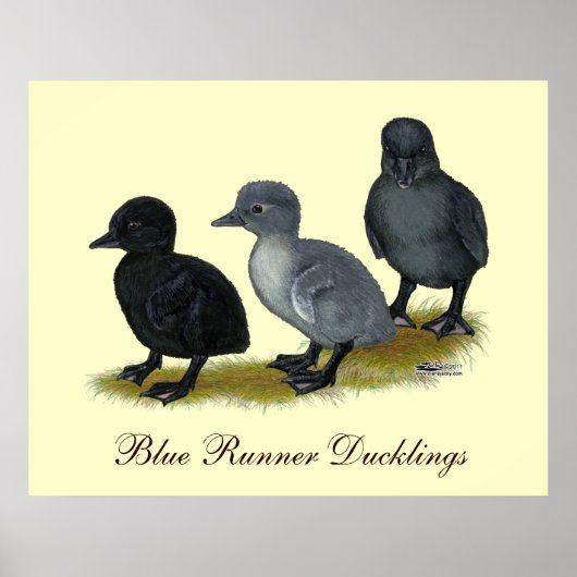 Blue Runner Ducklings Poster (Voorkant)