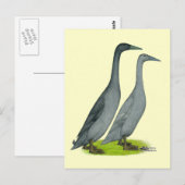 Blue Runner Ducks Briefkaart (Voorkant / Achterkant)