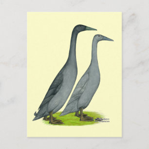 Blue Runner Ducks Briefkaart