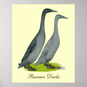 Blue Runner Ducks Poster