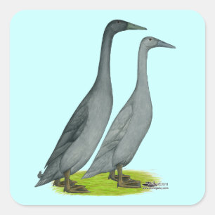 Blue Runner Ducks Vierkante Sticker
