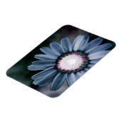 Blue Rustic Daisy Flexible Photo Magnet (Côté Gauche)