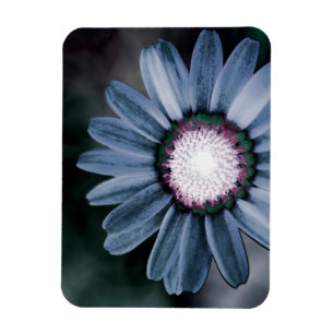 Blue Rustic Daisy Flexible Photo Magnet Magneet