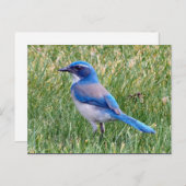  Blue Scrub Jay Bird Foto Briefkaart (Voorkant / Achterkant)