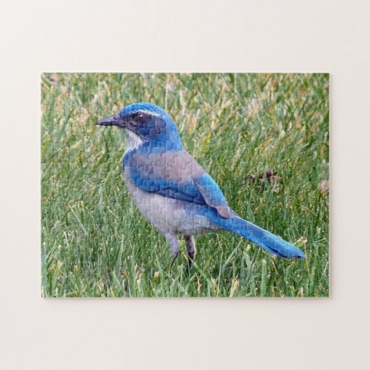 Blue Scrub Jay Bird Foto Legpuzzel (Horizontaal)