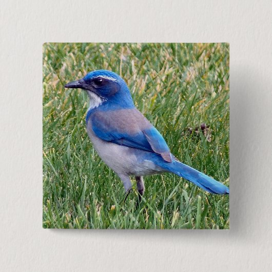  Blue Scrub Jay Bird Foto Vierkante Button 5,1 Cm (Voorkant)