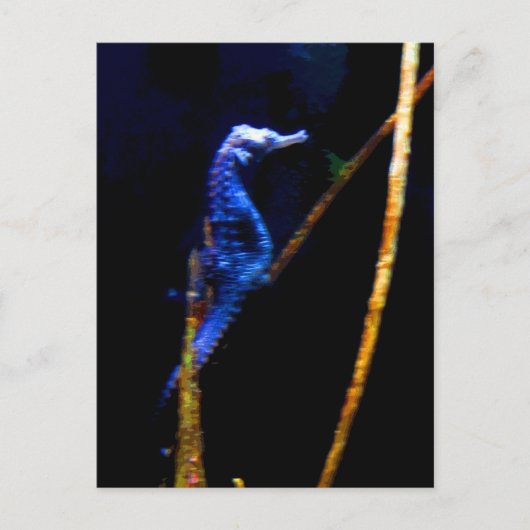 Blue Seahorse CB Briefkaart (Voorkant)