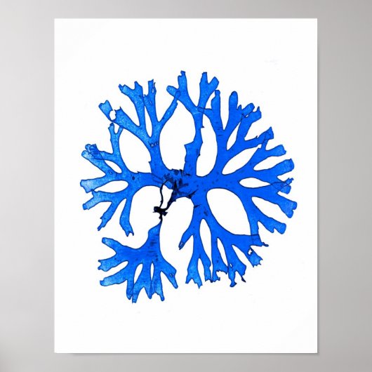 Blue Seaweed Print nr. 5 Coastal Botanical Print. (Voorkant)