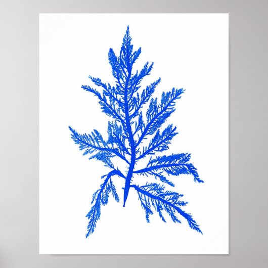 Blue Seaweed Print nr. 7 Coastal Botanical Print. (Voorkant)