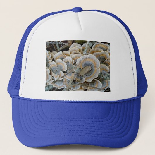Blue Shelf Fungus Pet (Voorkant)