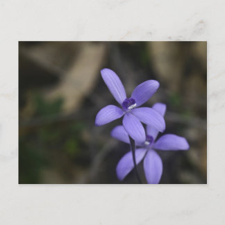 Blue Silky Orchid Briefkaart