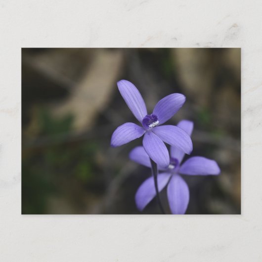 Blue Silky Orchid Briefkaart (Voorkant)