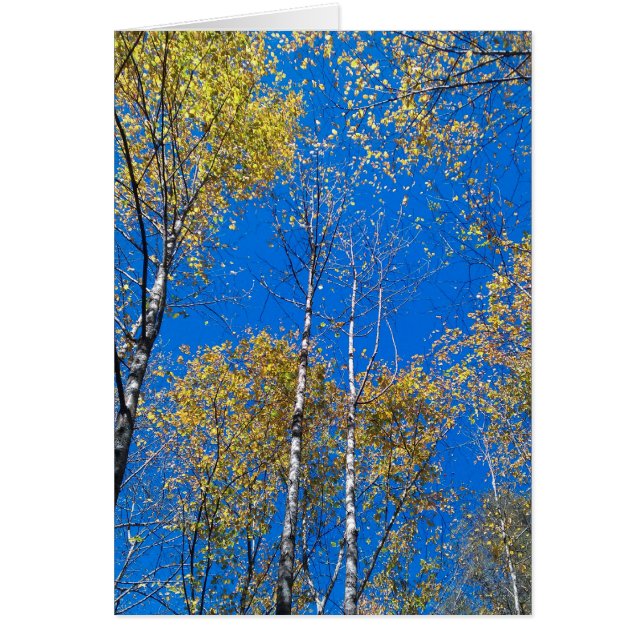Blue Sky en Poplars (Voorkant)