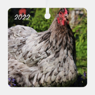 Blue Splash Orpington Hen - Pet Chicken Metalen Ornament