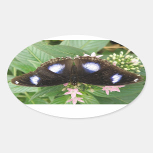 Blue Spotted Butterfly-stickers Ovale Sticker