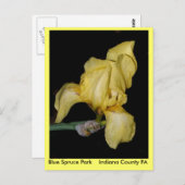 Blue Spruce ParkIndiana County PA Briefkaart (Voorkant / Achterkant)