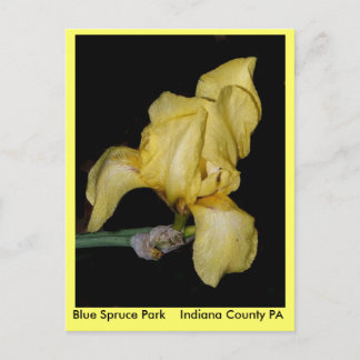 Blue Spruce     ParkIndiana County PA Briefkaart