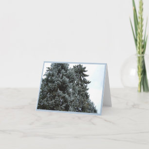 Blue Spruce Trees Holiday Note Kaart