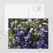 Blue Squill Spring Flowers Briefkaart (Voorkant / Achterkant)