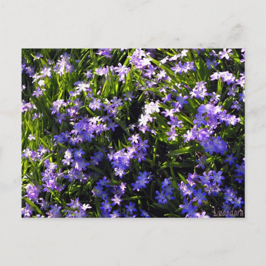 Blue Squill Spring Flowers Briefkaart (Voorkant)