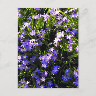 Blue Squill Spring Flowers Briefkaart
