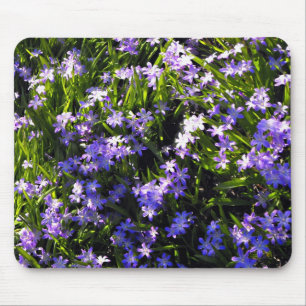 Blue Squill Spring Flowers Muismat