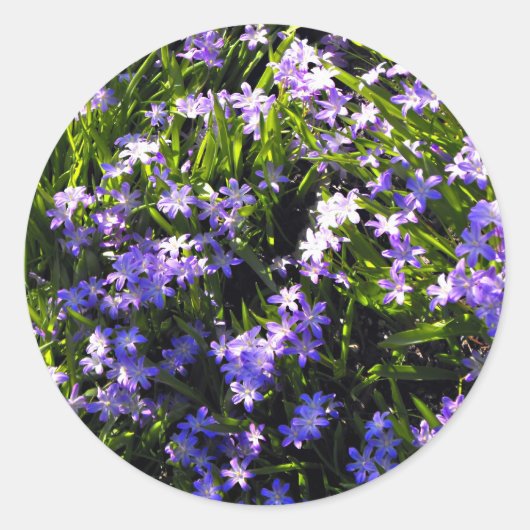 Blue Squill Spring Flowers Ronde Sticker (Voorkant)