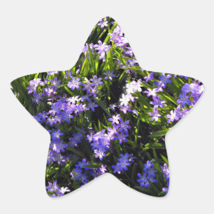 Blue Squill Spring Flowers Ster Sticker