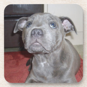 Blue Staffordshire Bull Terrier Puppy, Bier Onderzetter