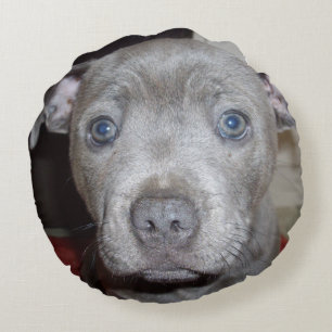 Blue Staffordshire Bull Terrier Puppy, Rond Kussen