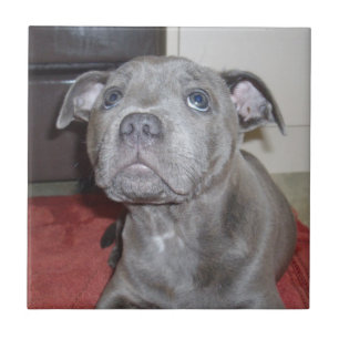 Blue Staffordshire Bull Terrier Puppy, Tegeltje