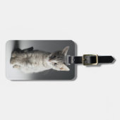 Blue Tabby Kitten Bagagelabel (Voorkant horizontaal)