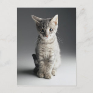 Blue Tabby Kitten Briefkaart