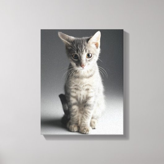 Blue Tabby Kitten Canvas Afdruk (Voorkant)