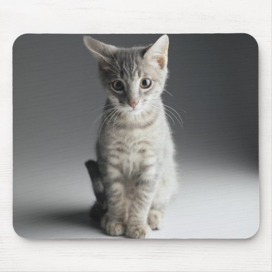 Blue Tabby Kitten Muismat (Voorkant)