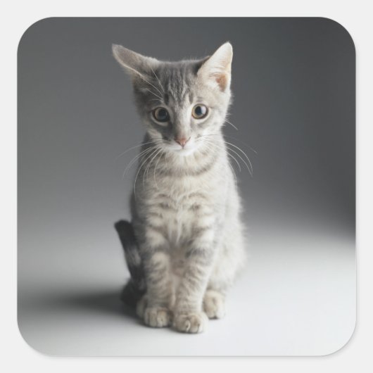Blue Tabby Kitten Vierkante Sticker (Voorkant)