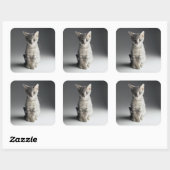 Blue Tabby Kitten Vierkante Sticker (Vel)
