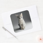 Blue Tabby Kitten Vierkante Sticker (Envelop)