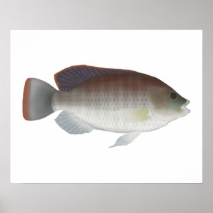 Blue Talipia Poster