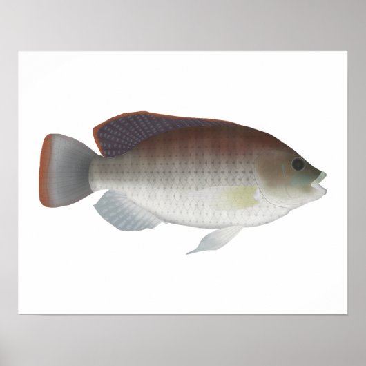 Blue Talipia Poster (Voorkant)