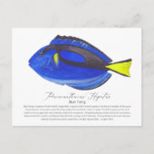 Blue Tang Fish Briefkaart (Voorkant)