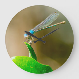 Blue Texas Damselfly op een lef Grote Klok