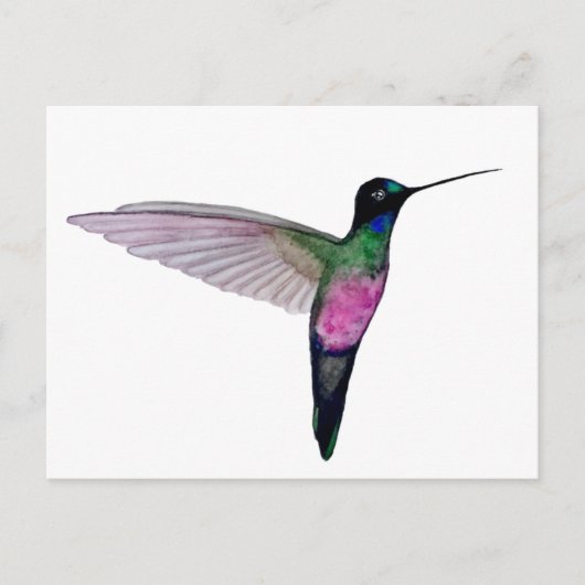 Blue-throated starfrontlet briefkaart (Voorkant)